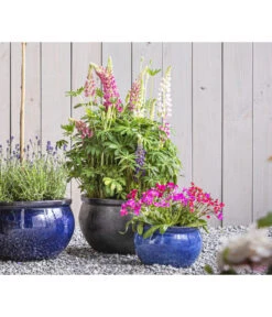 Lupine 'West Country', Verschiedene Farben -Garten Sinn Verkaufsgeschäft 8018301 PR MO 01 LupineWestcountryT19 GC09 2020