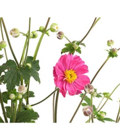 Herbst-Anemone 'Pamina', Verschiedene Farben -Garten Sinn Verkaufsgeschäft 8019176 WE DE 003 AnemoneJaponicaPaminaAnemonePamina2LiterDehnerExpressHerzig