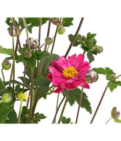 Herbst-Anemone 'Pamina', Verschiedene Farben -Garten Sinn Verkaufsgeschäft 8019176 WE DE 004 AnemoneJaponicaPaminaAnemoneBressinghamGlow2LiterDehnerExpressHerzig