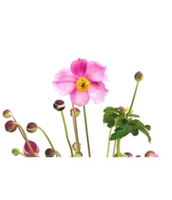 Herbst-Anemone 'Pamina', Verschiedene Farben -Garten Sinn Verkaufsgeschäft 8019176 WE DE 005 AnemoneJapinicaPaminaAnemonePraecox2Liter