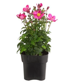 Herbst-Anemone 'Pamina', Verschiedene Farben