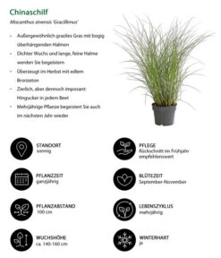 Chinaschilf 'Gracillimus' -Garten Sinn Verkaufsgeschäft 8020455 WE IG 001 Chinaschilf