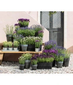 Lavendel 'Silver Sands' -Garten Sinn Verkaufsgeschäft 8022436 WE MO 001 LavendelDark 1