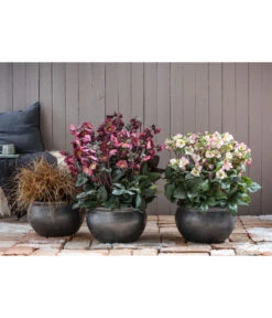 Schneerose 'Ice N' Roses® Red' - Helleborus Gold Collection® -Garten Sinn Verkaufsgeschäft 8028011 8010969 8044331 WE MO 001 HelleborusLenzroseChristroseBL17