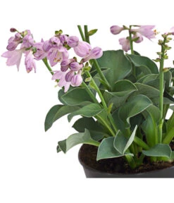 Funkie 'Blue Mouse Ears' -Garten Sinn Verkaufsgeschäft 8029332 WE DE 001 HostaBlueMouseEarsDehnerExpressHerzig