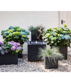 Blauschwingel 'Intense Blue' -Garten Sinn Verkaufsgeschäft 8037780 7222805 WE MO 001 BauerhortensieHydragenaMacrophylla