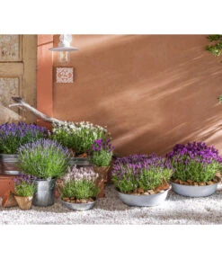 Lavendel-Set Lavendel-Vielfalt, 4-teilig -Garten Sinn Verkaufsgeschäft 8042962 WE MO 001 LavendelLavendula