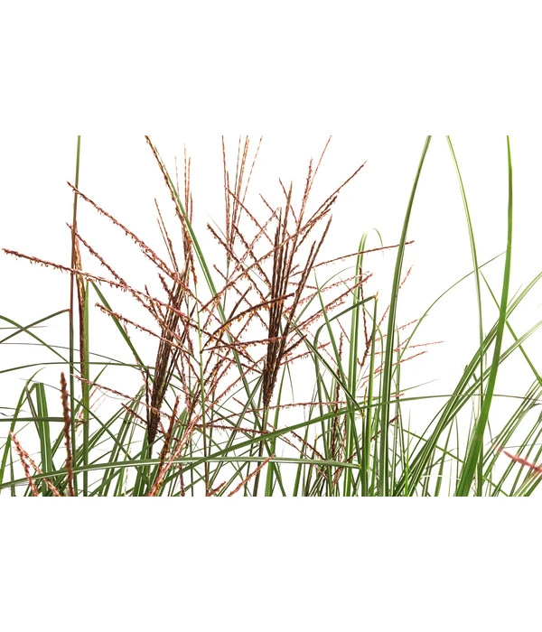 Chinaschilf 'Ferner Osten' In Pflanztasche, Ca. B100 Cm 3 Chinaschilf 'Ferner Osten' In Pflanztasche, Ca. B100 Cm – Bild 3