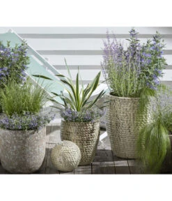 Gelbbunte Kerzen-Palmlilie 'Variegata' -Garten Sinn Verkaufsgeschäft 8090706 PR MO 002 StipaPonyTailsFedergrasKlimakuenstler GC12 2020