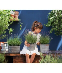 Duftlavendel, 6er-Schale 6 Duftlavendel, 6er-Schale -Garten Sinn Verkaufsgeschäft 8092108 WE MO 03 LavendelT13 GC14 2020 02