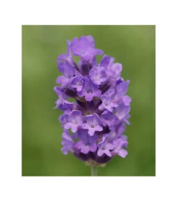 Lavendel 'No. 9' -Garten Sinn Verkaufsgeschäft 8094070 PR DE 001 DownderryNo9Helix