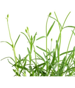 Lavendel 'No. 9' -Garten Sinn Verkaufsgeschäft 8094070 WE DE 001 LavandulaAngustifoliaNO9LavendelT13