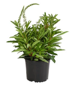 Felberich 'Autumn Snow'