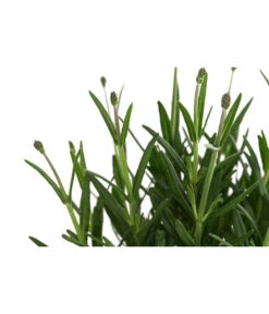 Lavendel 'Royal Blue' -Garten Sinn Verkaufsgeschäft 8097545 WE DE 001 LavendelRoyalBlue1L