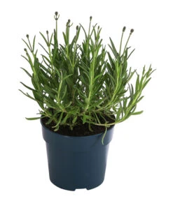 Lavendel 'Royal Blue' -Garten Sinn Verkaufsgeschäft 8097545 WE FS 001 LavendelRoyalBlue1L