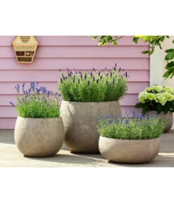 Lavendel 'Royal Blue' -Garten Sinn Verkaufsgeschäft 8097545 WE MO 001 LavendelRoyalBlue