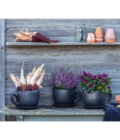 Federbusch 'Venezuela' -Garten Sinn Verkaufsgeschäft 8122210 WE MO 001 Ziermais