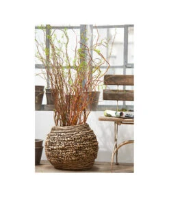 Korkenzieherweide-Bund -Garten Sinn Verkaufsgeschäft 8149114 PR MO 001 KorkenzieherweideBL4a