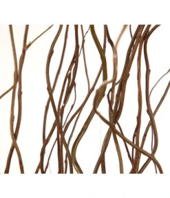 Korkenzieherweide-Bund -Garten Sinn Verkaufsgeschäft 8149114 WE DE 001 Salix B