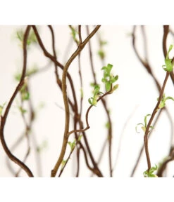 Korkenzieherweide-Bund -Garten Sinn Verkaufsgeschäft 8149114 WE DE 003 Salix B