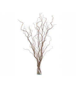 Korkenzieherweide-Bund -Garten Sinn Verkaufsgeschäft 8149114 WE FS 002 KorkenzieherweideBraunBundDehnerExpressHerzig