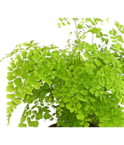 Frauenhaarfarn - Adiantum Raddianum -Garten Sinn Verkaufsgeschäft 8200537 WE DE FrauenhaarfarnHerzig