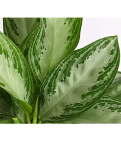 Kolbenfaden - Aglaonema Commutatum 'Silverbay' -Garten Sinn Verkaufsgeschäft 8201071 PR DE 001 KolbenfadenAglaonemaSiverBayT17DehnerExpressHerzig