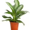 Kolbenfaden - Aglaonema Commutatum 'Silverbay'