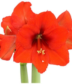 Amaryllis - Hippeastrum 'Superzwiebel' -Garten Sinn Verkaufsgeschäft 8201618 PR DE 001 AmaryllisHippeastrumRittersternSuperzwiebelT17DehnerExpressHerzig