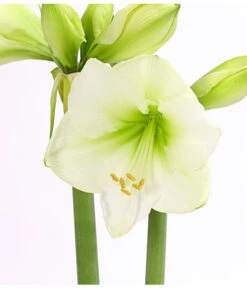 Amaryllis - Hippeastrum 'Superzwiebel' -Garten Sinn Verkaufsgeschäft 8201618 PR DE 002 AmaryllisHippeastrumRittersternSuperzwiebelT17DehnerExpressHerzig