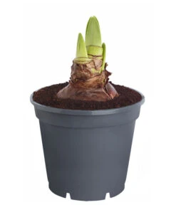 Amaryllis - Hippeastrum 'Superzwiebel' -Garten Sinn Verkaufsgeschäft 8201618 PR FS 001 HippeastrumAmaryllisSuperzwiebelT17OhneBlueteDehnerExpressZS