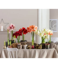 Amaryllis - Hippeastrum 'Superzwiebel' -Garten Sinn Verkaufsgeschäft 8201618 WE MO 001 Amaryllis BestOfAmaryllis