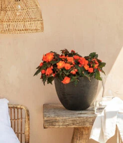 Hängebegonie, Verschiedene Sorten -Garten Sinn Verkaufsgeschäft 8208381 20220518 WE MO 001 BegonieOrange