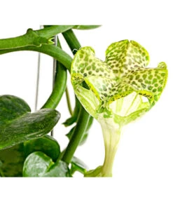 Kletternde Leuchterblume - Ceropegia Sandersonii, Säule -Garten Sinn Verkaufsgeschäft 8212193 PR DE 001 CeropegiaSandersoniiFallschirmblumeT12DehnerExpressHerzig