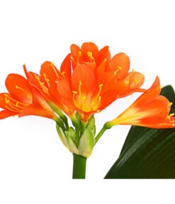 Zimmer-Klivie - Clivia Miniata, Orange -Garten Sinn Verkaufsgeschäft 8215154 WE DE 001 ClivieCliviaMiniataT12DehnerExpressHerzig