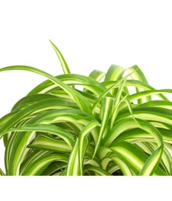 Grünlilie - Chlorophytum Comosum 'Bonnie' -Garten Sinn Verkaufsgeschäft 8215303 PR DE 001 GruenlilieChlorophytumBonnieT10DehnerExpressHerzig