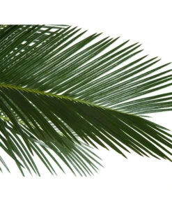 Sagopalmfarn - Cycas Revoluta -Garten Sinn Verkaufsgeschäft 8216236 BildD 001 PalmfarnCycasRevoluta45