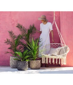 XXL Kanarische Dattelpalme, Ca. 140-160 Cm -Garten Sinn Verkaufsgeschäft 8216277 WE MO 001 DracaenaIndivisiaT20