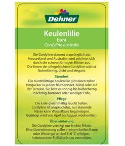 Keulenlilie - Cordyline Australis Variegata -Garten Sinn Verkaufsgeschäft 8216368 CorylineBuntEtikett2