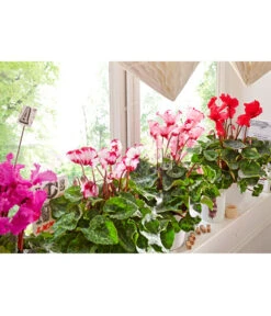 Alpenveilchen 'Victoria' -Garten Sinn Verkaufsgeschäft 8217473 8217911 WE MO 002 AlpenveilchenCyclamenGefranstT12UveSauer 1