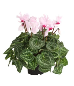 Alpenveilchen, Gefranst -Garten Sinn Verkaufsgeschäft 8217473 PR FS 002 AlpenveilchenCyclameGefranstT12DehnerExpressHerzig