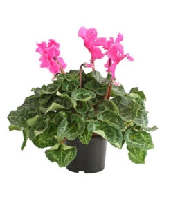 Alpenveilchen, Gefranst -Garten Sinn Verkaufsgeschäft 8217473 PR FS 003 AlpenveilchenCyclameGefranstT12DehnerExpressHerzig