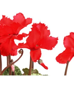 Alpenveilchen, Gefranst -Garten Sinn Verkaufsgeschäft 8217473 WE DE 001 AlpenveilchenCyclameGefranstT12DehnerExpressHerzig