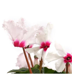 Alpenveilchen, Gefranst -Garten Sinn Verkaufsgeschäft 8217473 WE DE 001 AlpenveilchenCyclamenGefranstWeissT12DehnerExpressHerzig