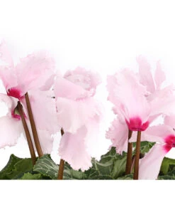 Alpenveilchen, Gefranst -Garten Sinn Verkaufsgeschäft 8217473 WE DE 002 AlpenveilchenCyclameGefranstT12DehnerExpressHerzig