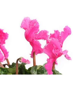 Alpenveilchen, Gefranst -Garten Sinn Verkaufsgeschäft 8217473 WE DE 003 AlpenveilchenCyclameGefranstT12DehnerExpressHerzig