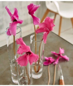 Alpenveilchen, Gefranst -Garten Sinn Verkaufsgeschäft 8217473 WE MO 002 SchmetterlingsorchideePhalaenopsisMini2TrieberGlasvaseBigStudioHamburg