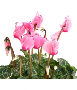 Alpenveilchen 'Victoria' -Garten Sinn Verkaufsgeschäft 8217911 WE DE 001 AlpenveilchenCyclameVictoriaT10DehnerExpressHerzig