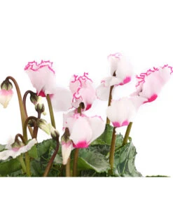 Alpenveilchen 'Victoria' -Garten Sinn Verkaufsgeschäft 8217911 WE DE 002 AlpenveilchenCyclameVictoriaT10DehnerExpressHerzig