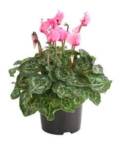 Alpenveilchen 'Victoria' -Garten Sinn Verkaufsgeschäft 8217911 WE FS 001 AlpenveilchenCyclameVictoriaT10DehnerExpressHerzig